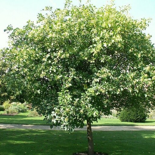 Ptelea trifoliata